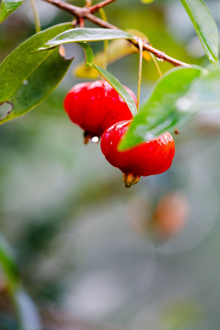 Cachoeira Privativa + Termas a 8min e momento em família