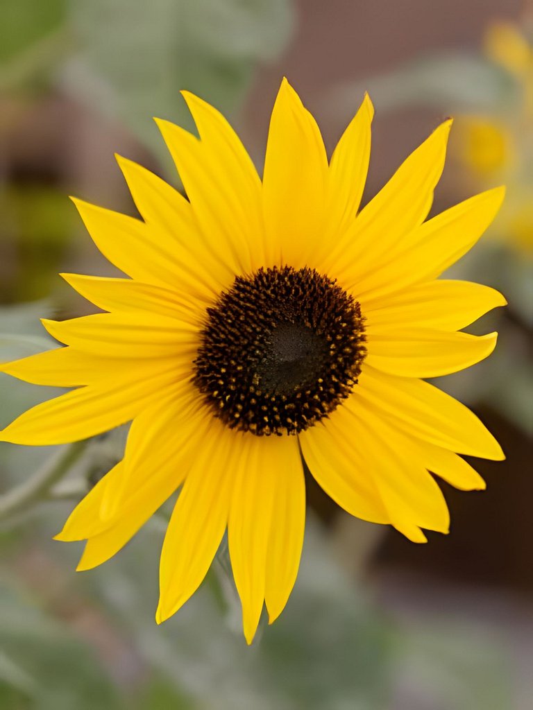 Girassóis de Floripa - piscina e espaço família