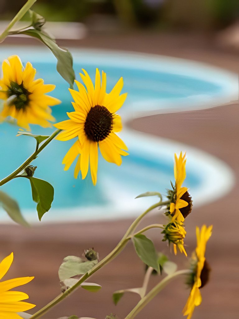 Girassóis de Floripa - piscina e espaço família