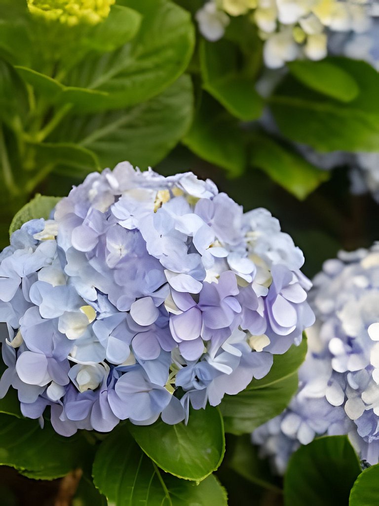 Girassóis de Floripa - piscina e espaço família